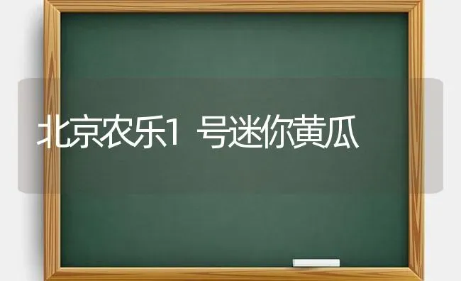 北京农乐1号迷你黄瓜 | 蔬菜种植