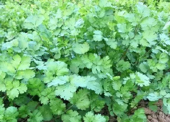 春天植物|香菜春天可以种吗