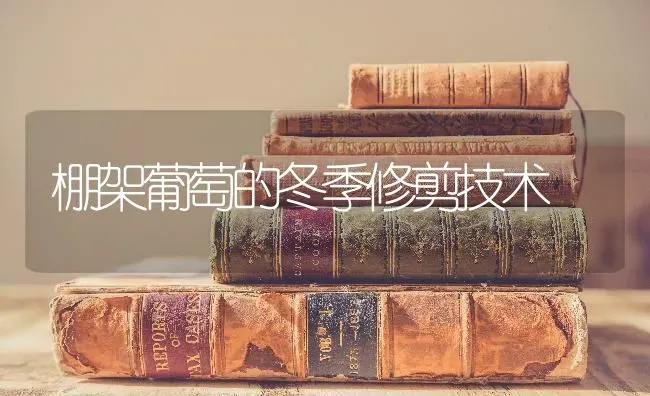 棚架葡萄的冬季修剪技术 | 瓜果种植