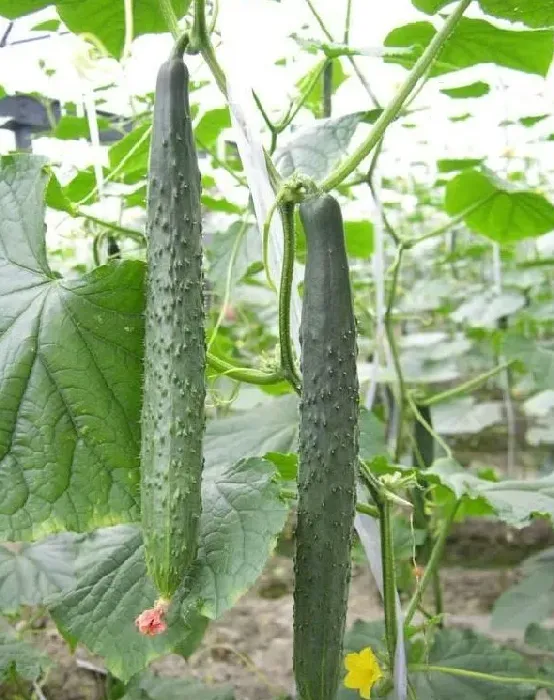 植物虫害|种植黄瓜白粉病用什么药效果好（白粉病发生条件及防治措施）