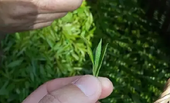 食用常识|甘露茶属于什么茶叶类型