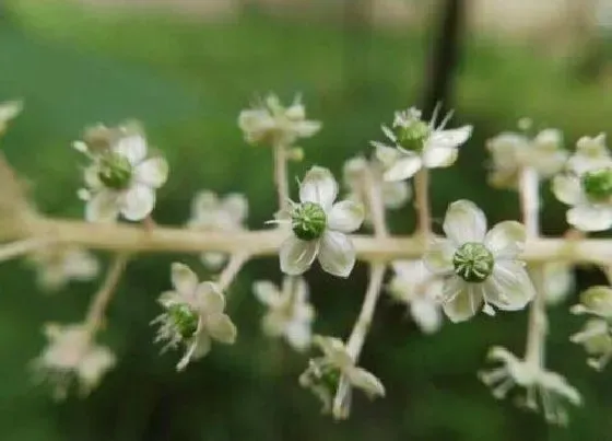 植物百科|商路是什么植物类别