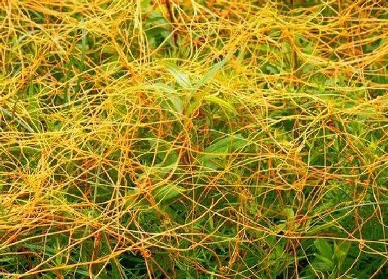 植物种类|菟丝子是植物吗 属于一年生寄生植物