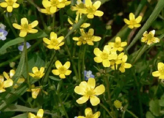 植物百科|猫爪草又叫什么名字