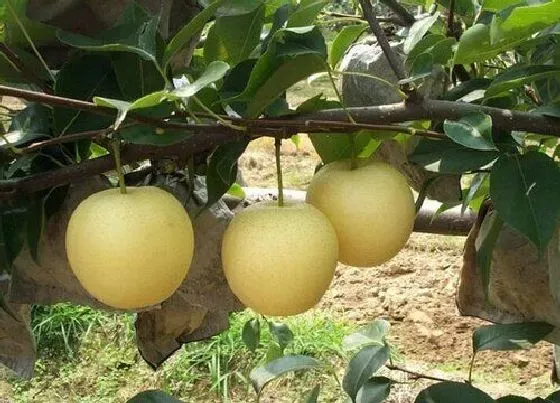 种植位置|梨树适合种在什么地方生长 种在哪个位置好