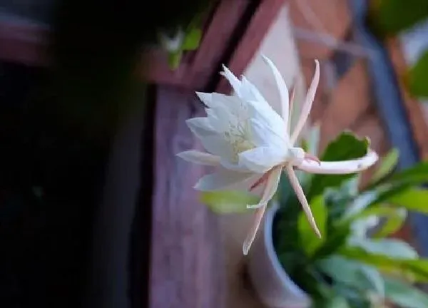 植物浇水|昙花可以浇醋吗