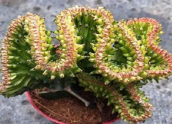 开花时间|麒麟掌养几年开花