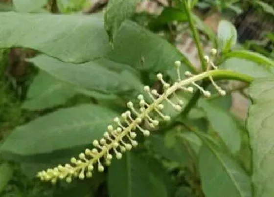 植物百科|商路是什么植物类别