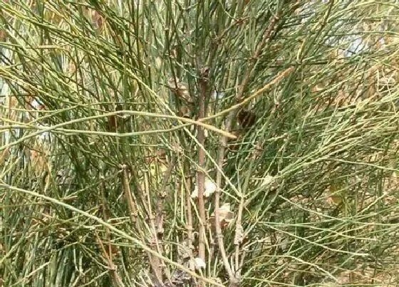 植物种类|麻黄是裸子植物吗