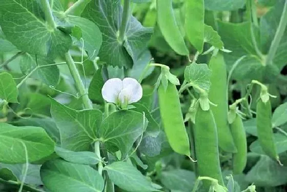 种植方法|豌豆套种什么好 套种作物品种及技术