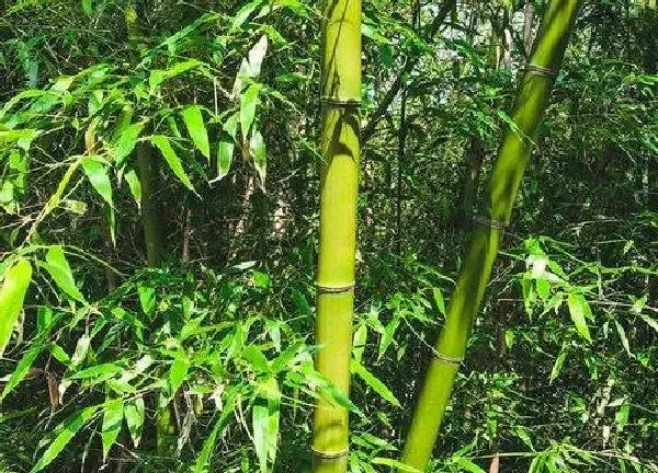 植物扦插|竹子插枝能活吗