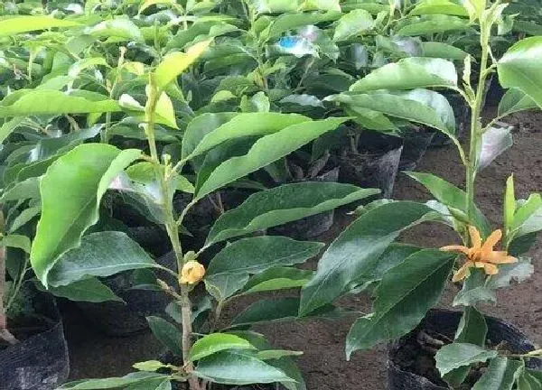 植物浇水|白玉兰要经常浇水吗