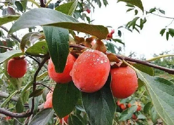 植物浇水|柿子树多久浇一次水