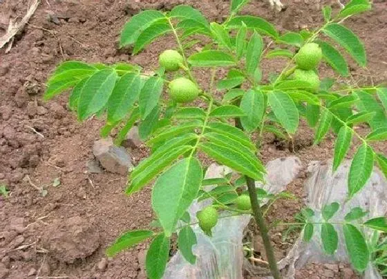 植物种类|核桃是裸子植物吗