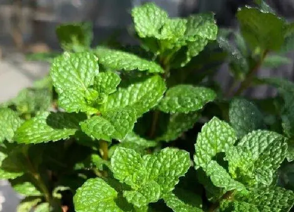 植物浇水|薄荷怎么浇水 养护时浇多少水合适