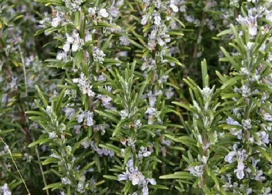 花期|迷迭香花期是什么时候