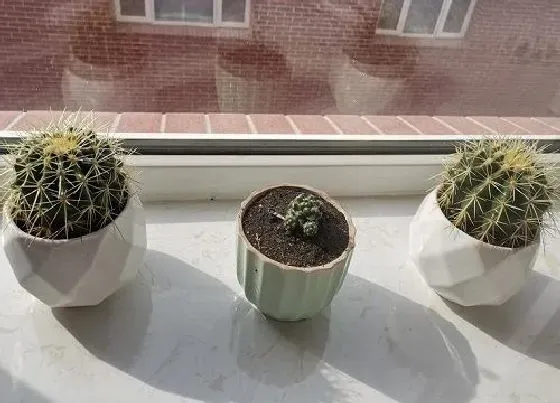 植物施肥|仙人球最好用什么肥料施肥，仙人球施什么肥长的快）