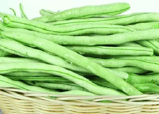 食用常识|豆角含糖量高吗