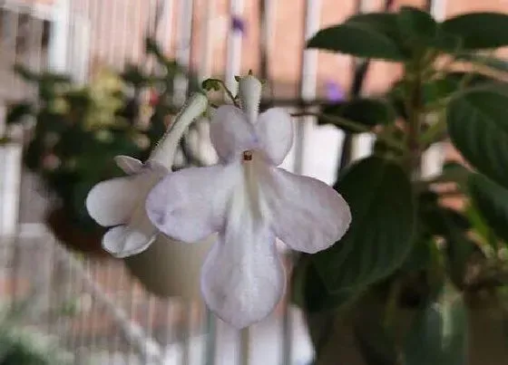 花期|海豚花花期是什么时候