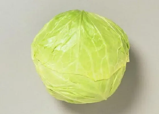 种植管理|圆白菜几月份种植合适