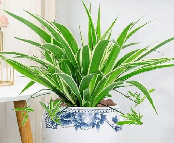 植物百科|吊兰会开花吗 开花的颜色与样子