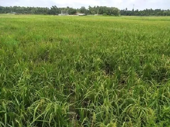 植物病害|水稻病毒病症状与防治方法