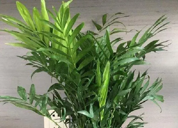 植物浇水|散尾葵可以浇淘米水吗