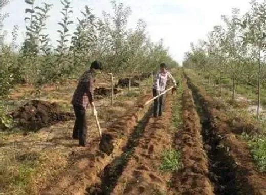 植物施肥|有机肥撒施和开沟哪个好，果园的果树施肥怎样开沟好）