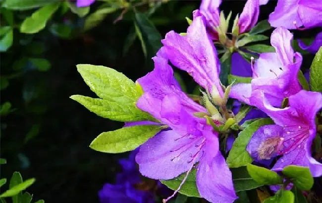 花期|杜鹃什么季节开花（一般杜鹃开花时间和开放花期）