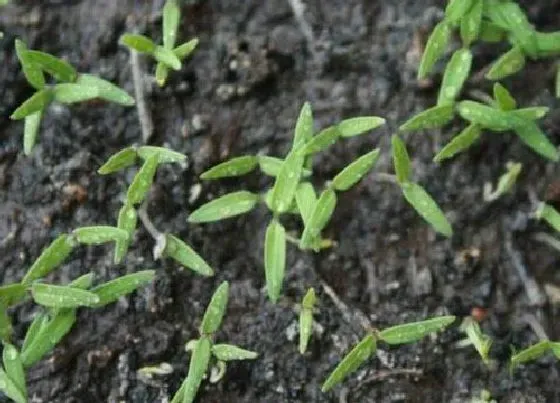 植物文学|西红柿的生长过程