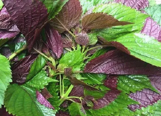 植物百科|紫苏是多年生还是一年生植物