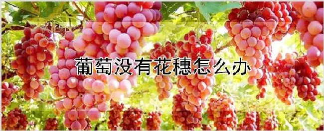 葡萄没有花穗怎么办 | 种植资料