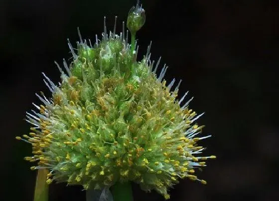 植物百科|洋葱开花吗 开的花是什么样子