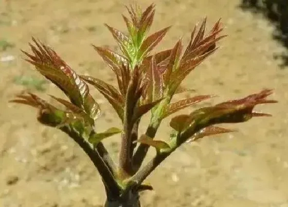 摆放风水|家里种香椿树好不好