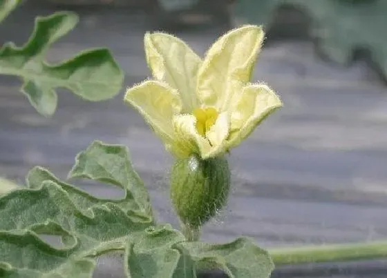 种植管理|西瓜苗几月份种植合适