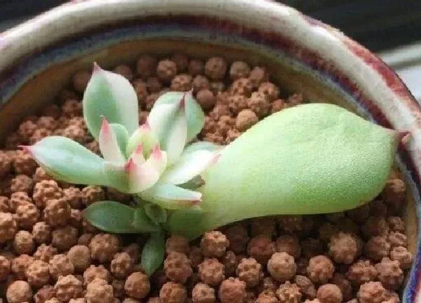 植物扦插|多肉吉娃娃叶插多久发芽