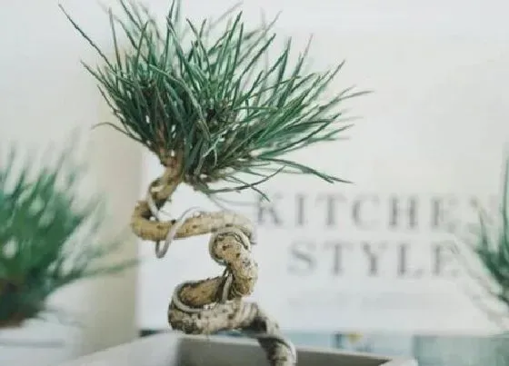 植物施肥|黑松施什么肥好