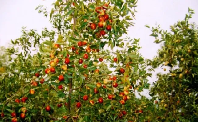 植物种类|枣的品种名称及图片