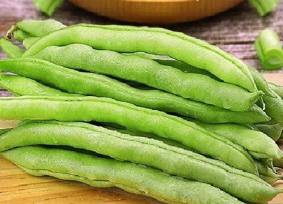 食用常识|豆角含糖量高吗