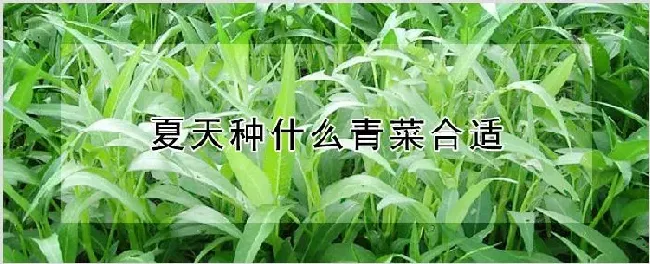 夏天种什么青菜合适 | 种植技术