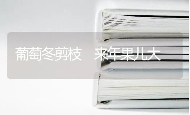 葡萄冬剪枝　来年果儿大 | 瓜果种植