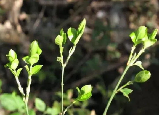 植物排行|常绿藤本植物有哪些