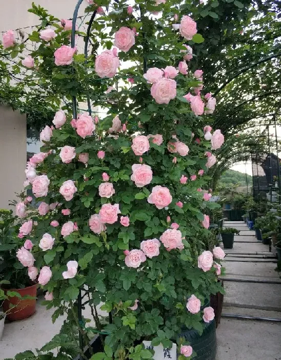 植物百科|樱霞月季花阳台养的花期表现（耐阴，开花散发蔷薇花香味）