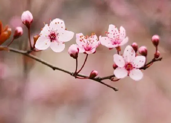 摆放风水|家里种梅花好不好