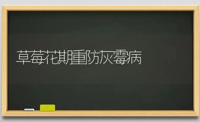 草莓花期重防灰霉病 | 瓜果种植