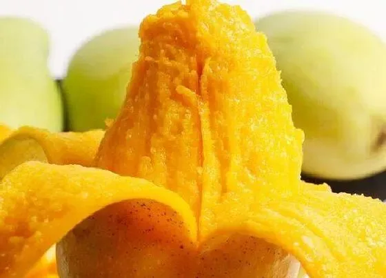营养价值|芒果皮可以吃吗 有什么好处与功效