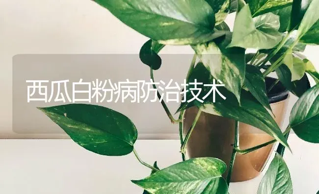 西瓜白粉病防治技术 | 瓜果种植