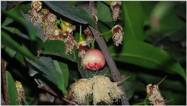 如何促进莲雾花芽分化 | 种植资料