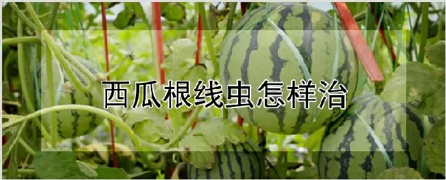 西瓜根线虫怎样治 | 耕种资料