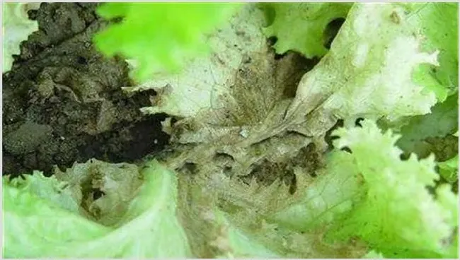生菜沤根原因及防治措施 | 耕种资料